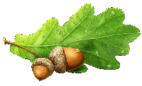 Oak leaf and acorns